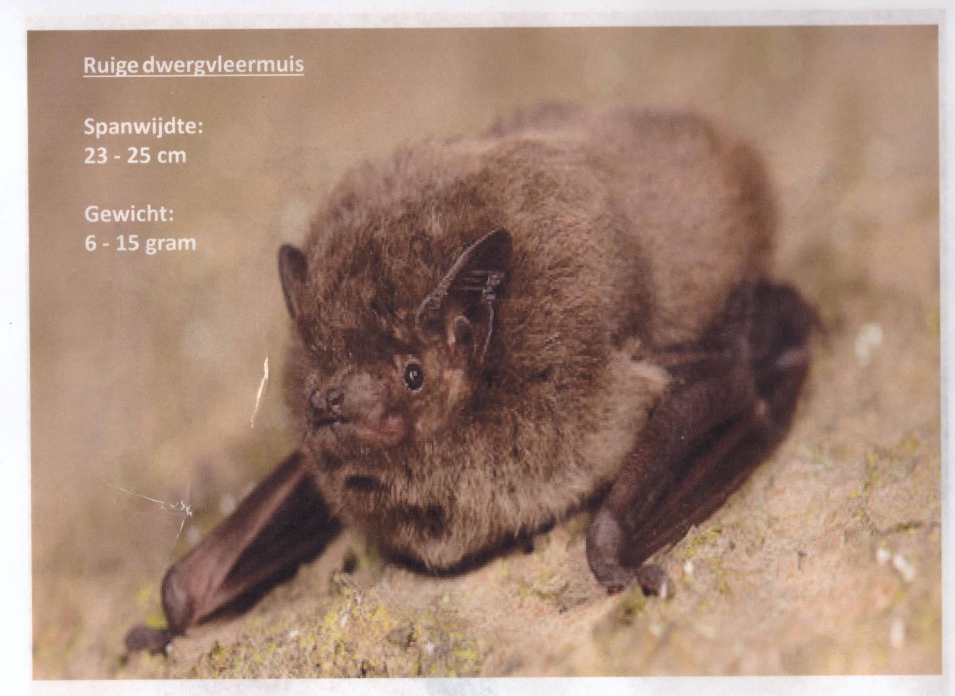 Ruige Dwergvleermuis.jpg